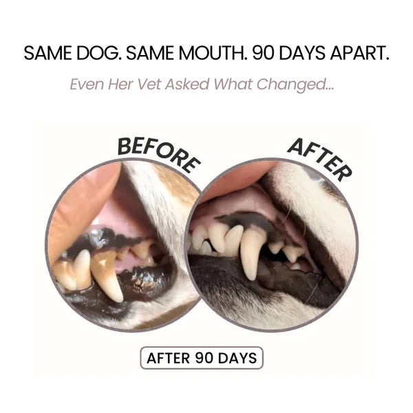 CleanBowlCo Dental Spray
