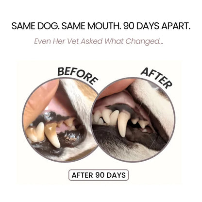 CleanBowlCo Dental Spray