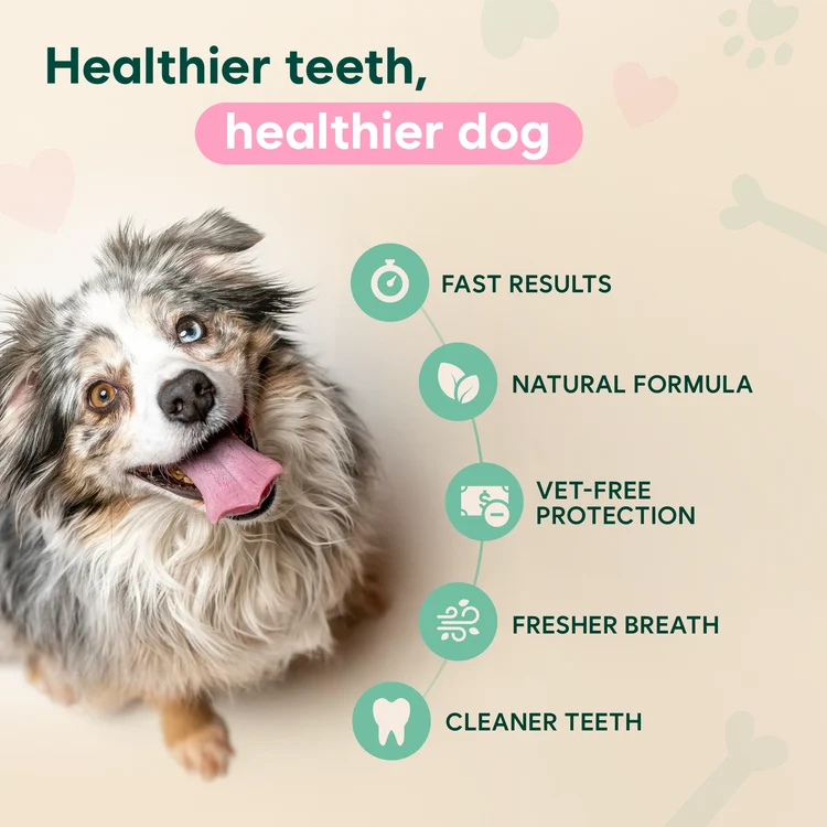 CleanBowlCo Dental Spray